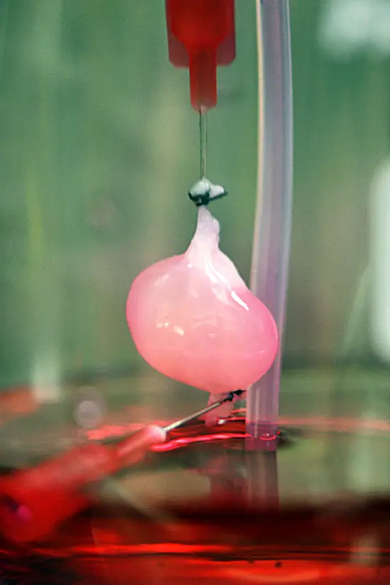 Rat kidney mounted in a bioreactor