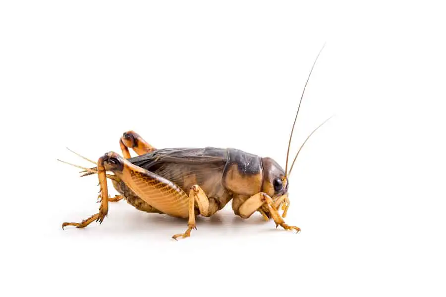 Understanding crickets may help with hearing aid design